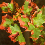Feuille d'érable