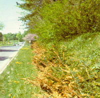 Jaunissement des bords de chaussée