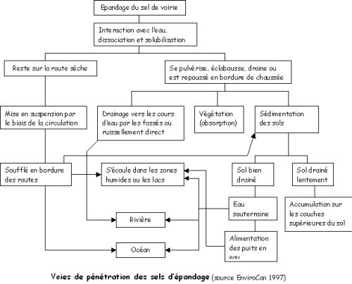 Schéma des voies de pénétration du chlorure de sodium dans le milieu